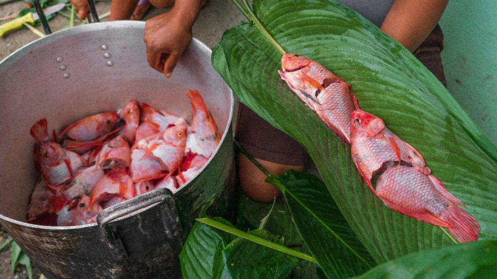 Freshly caught Tilapia being prepared in the traditional way of the community; wrapped in fresh banana leaves.