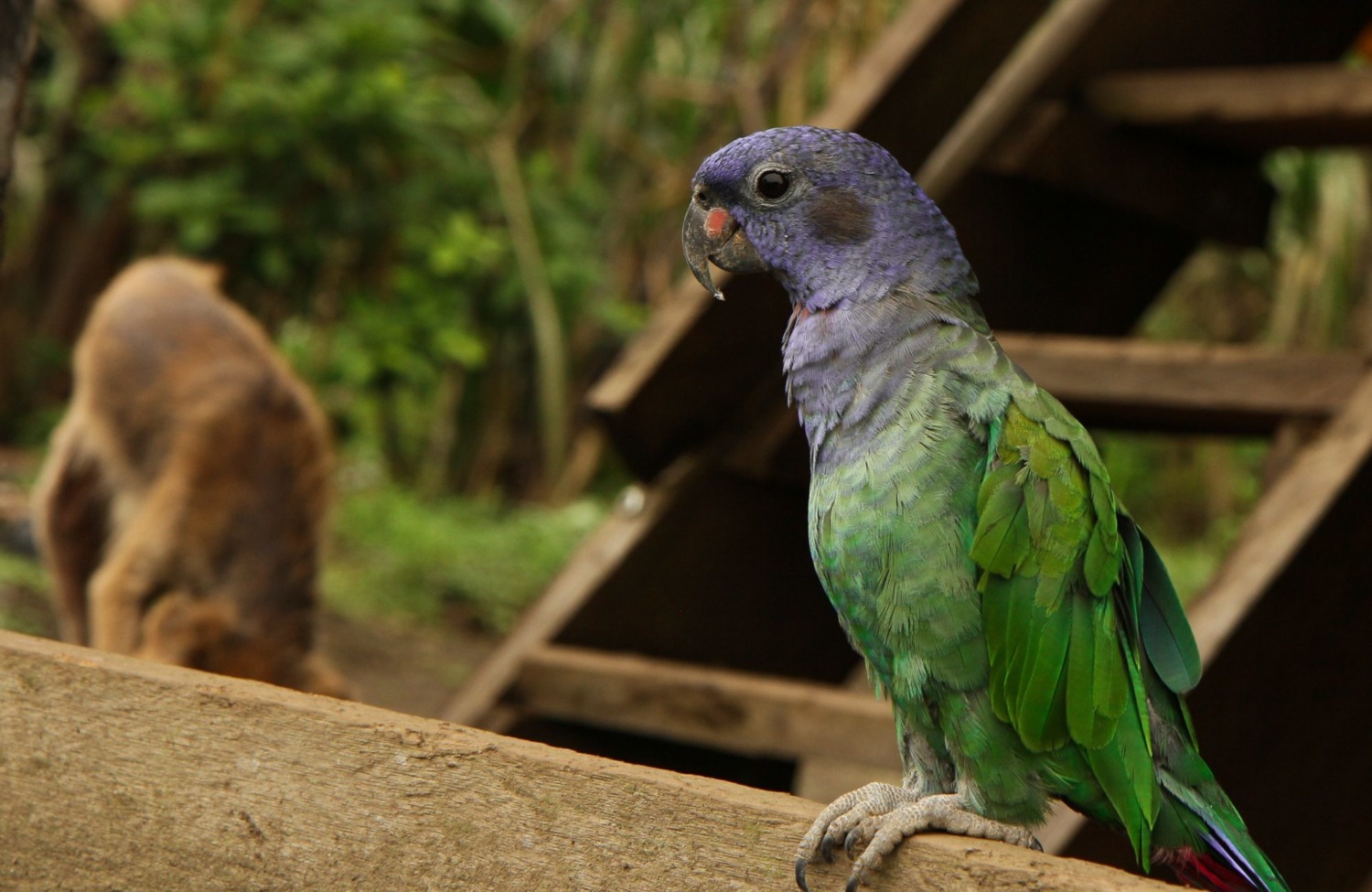 A beautiful purple and green parrot perched on a ledge. 