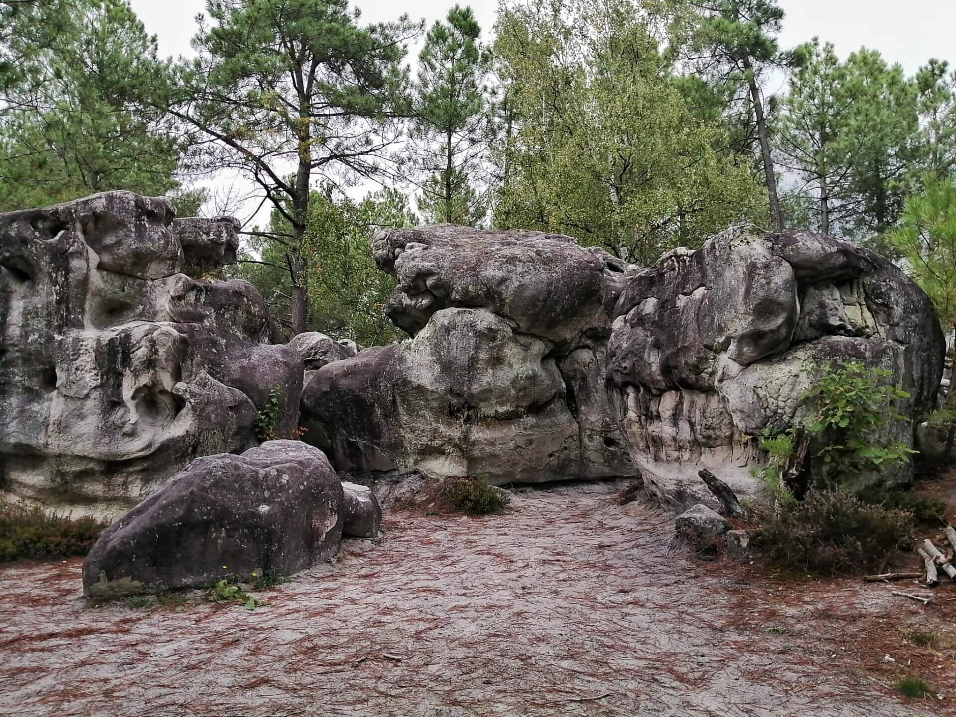 Weathered sandstone boulders rising from the pine forest at Fontainebleau, France's iconic bouldering destination.