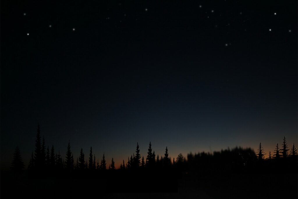 Dark pine forest silhouette under starry night sky