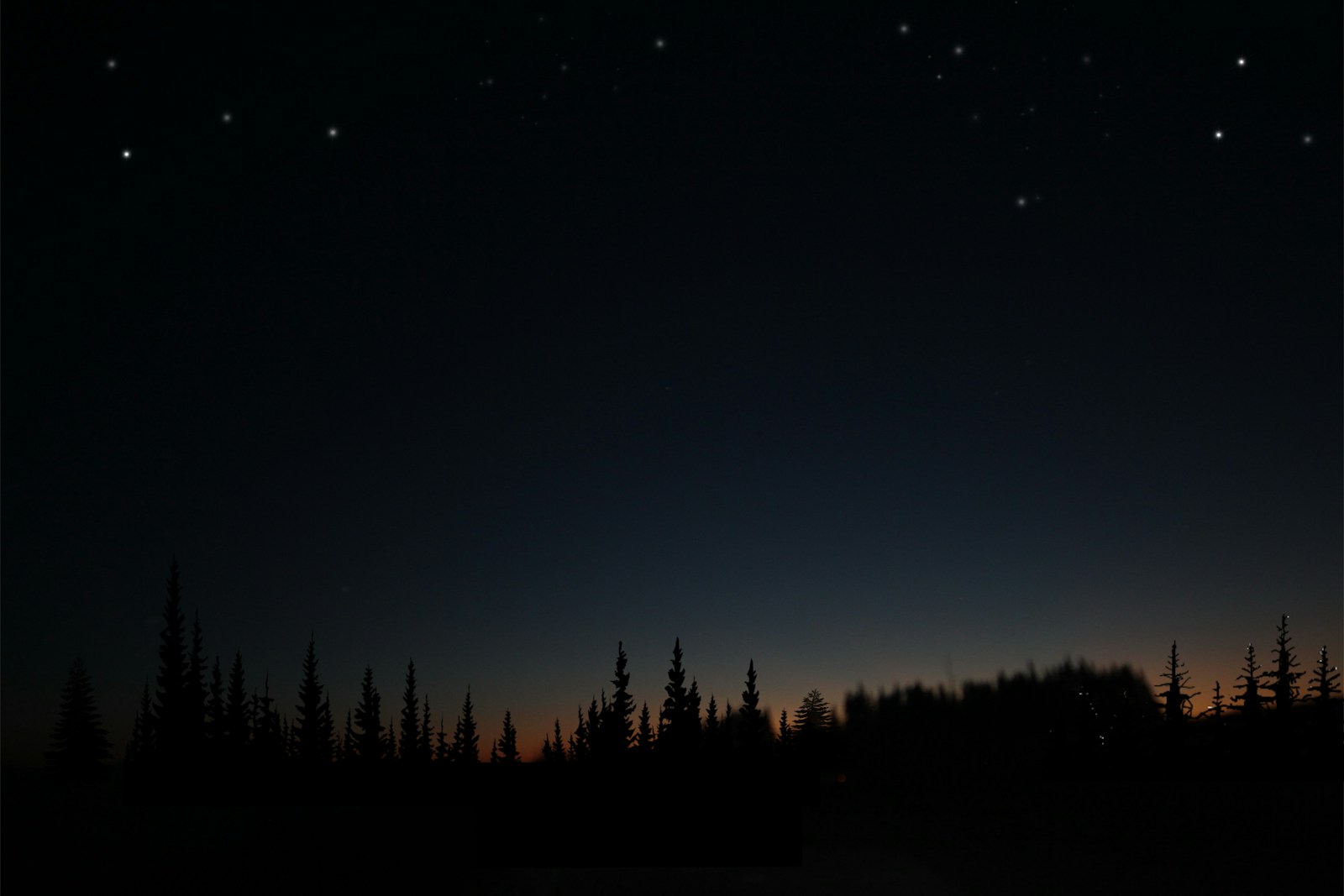 Dark pine forest silhouette under starry night sky
