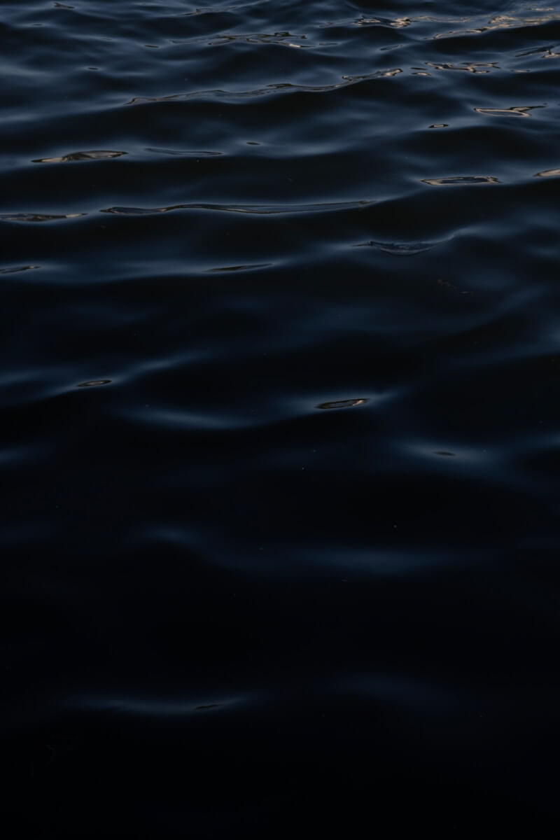 A bird flying over a body of water